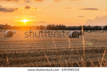 Similar – Image, Stock Photo Rye field background during summer sunset back light with details on kernels, Austria