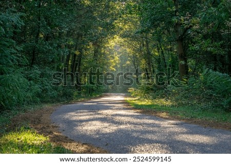 Similar – Image, Stock Photo forest in the morning light