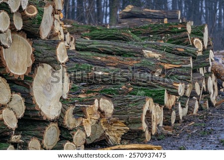 Similar – Image, Stock Photo Cut tree with barrier tape in park