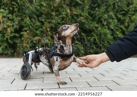 Similar – Image, Stock Photo Disabled dachshund in a wheelchair running outdoors