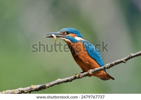 Similar – Foto Bild Eisvogel mit Fisch im Schnabel