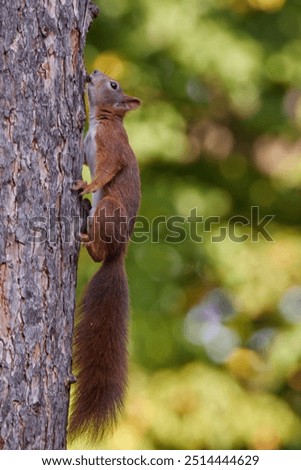 Similar – Image, Stock Photo Squirrel seeks food on the terrace