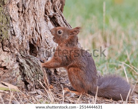 Similar – Image, Stock Photo Squirrel seeks food on the terrace