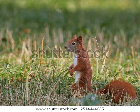 Similar – Image, Stock Photo Squirrel seeks food on the terrace