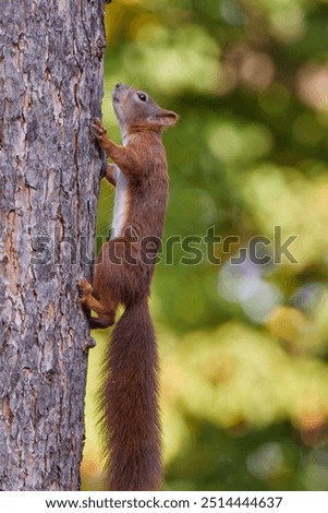 Similar – Image, Stock Photo Squirrel seeks food on the terrace