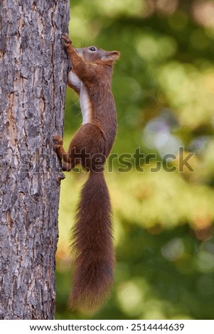 Similar – Image, Stock Photo Squirrel seeks food on the terrace