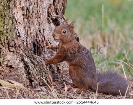 Similar – Image, Stock Photo Squirrel seeks food on the terrace