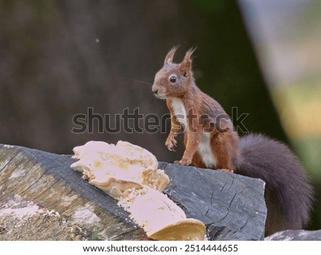 Similar – Image, Stock Photo Squirrel seeks food on the terrace