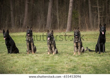 Five working line German shepherds sitting in line 商業照片 © 