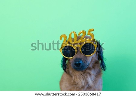 Image, Stock Photo Dog at the end of the road.