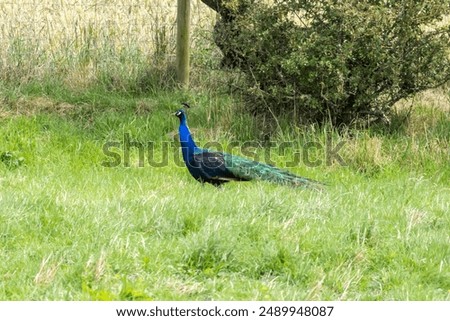 Similar – Image, Stock Photo Peacock sitting outside on a wall