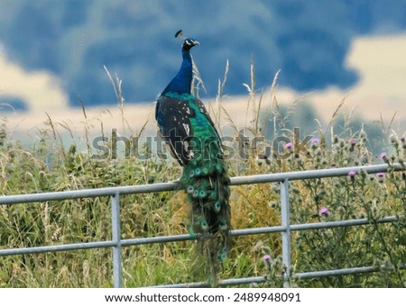 Image, Stock Photo Peacock sitting outside on a wall