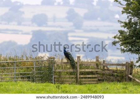 Similar – Image, Stock Photo Peacock sitting outside on a wall