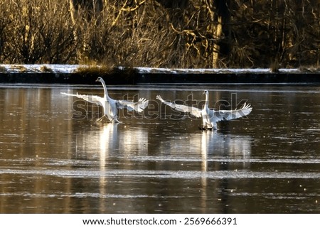 Similar – Image, Stock Photo Swans on a landing stage