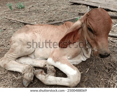Image, Stock Photo Not even for little devils!