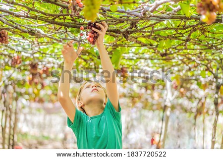 Similar – Image, Stock Photo Crop person taking grape juice in glass