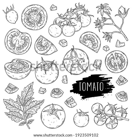 Organic vegetable tomato set. Hand drawn whole tomatoes, slices, half, flower, branch with leaves and cherry tomatoes isolated on white background with label. Outline ink style sketch. Vector coloring