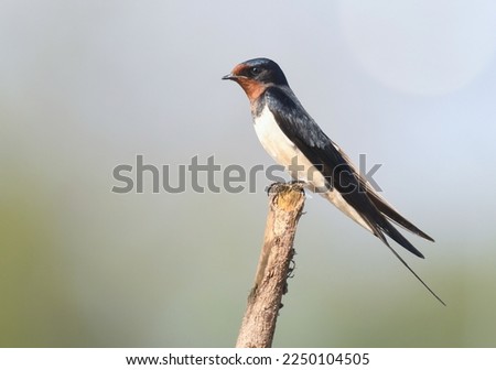 Barn swallow (Hirundo rustica) perching on drybranch Stockfoto © 