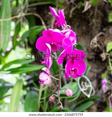 Similar – Moon Orchid Environment