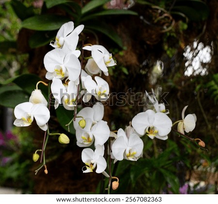 Similar – Moon Orchid Environment