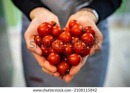 Farmer female hands in apron holding heap fresh ripe red cherry tomatoes in heart shape closeup. Woman grocery vendor arms carrying raw eco friendly vegetables nature love ecology environment Сток-фото © 