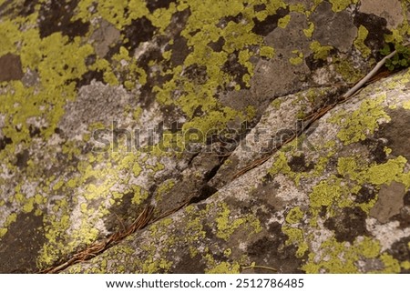 Similar – Image, Stock Photo Green lichen on the annual rings of an old tree trunk on a farm in Rudersau near Rottenbuch in the district of Weilheim-Schongau in Upper Bavaria