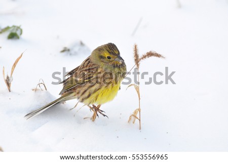 Similar – Image, Stock Photo Yellowhammer searching for food on the forest floor