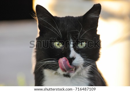 Image, Stock Photo black cat licks his paw