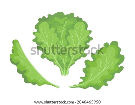 Lettuce. Green lettuces leaves healthy snack, vector drawing vegetable curly salad leaf vector illustration, cartoon vegetables leafs farm ingredients on white background