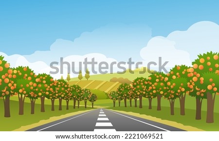 Orange orchard road. Oranges fruit trees garden highway with trees sky and hills on horizon summer landscape vector illustration