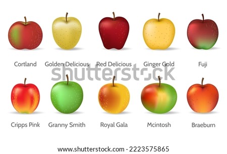 Apple types. Apples type set, vector granny smith yellow golden red delicious cortland ginger gold fuji cripps pink royal gala mcintosh braeburn isolated on white background
