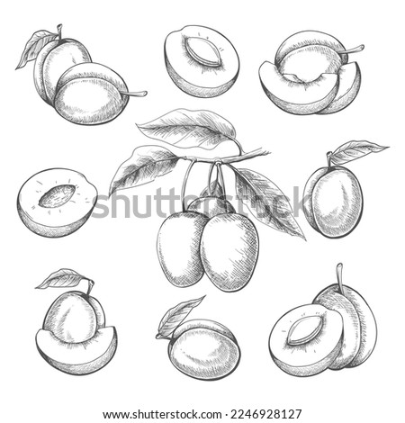 Plums engraved. Black hand drawn plum tree fruits vector illustration, blackplums branch slice liaf harvest drawings on white