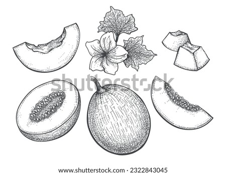 Melon engraving illustration. Honeydew cantaloupe vintage vector drawing, sweet round melons whole half slice flower hand drawn elements