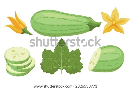 Cartoon zucchini marrow vegetable set. Squash salad ingredients, cabarets whole slice leaf flower elements, fresh green marrows agriculture vegetables isolated vector illustration