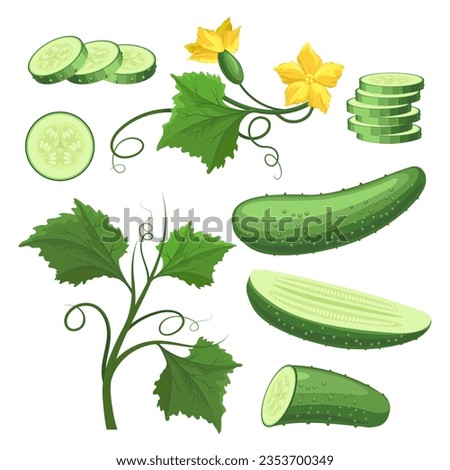 Cucumber vegetable plant cartoon drawing. Pepino diet food vegetables with leaves and flowers, cucumbers whole half and slices colored set isolated vector illustration