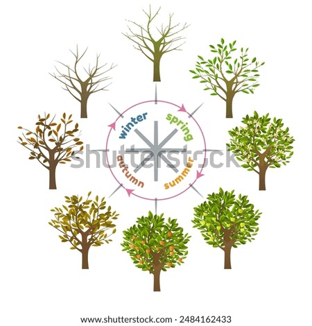 Annual cycle of fruit tree. Seasonal growth flowering fruiting wilting tree isolated vector illustration