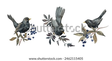 Similar – Image, Stock Photo Blackbird in a berry bush