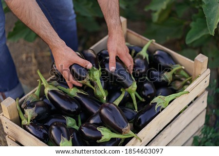 Farmer man is holding in his hands an apron with dark blue eggplants just picked from his garden. Concept of farming, organic products, clean eating, ecological production. Close up