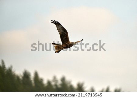 Similar – Image, Stock Photo The red kite glides elegantly through the air. The sky is cloudy, but he looks down spellbound.