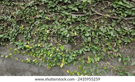 Similar – Image, Stock Photo Ivy grows on the facade into the open window