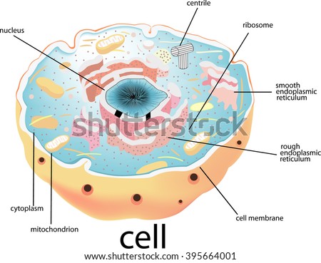 Cell, Nucleus, Cell, Nucleus, All Elements Are In Separate Layers Color ...