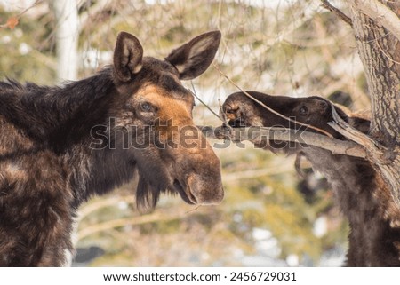 Similar – Image, Stock Photo The moose is fine