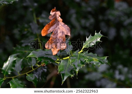 Similar – Image, Stock Photo Dry holly leaf on purple