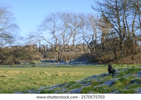 Similar – Image, Stock Photo Crow on bare tree raven