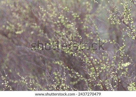 Similar – Image, Stock Photo Detail of thin branches with small yellow flowers