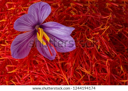 Flowers of saffron after collection. Crocus sativus, commonly known as the 'saffron crocus' Foto stock © 