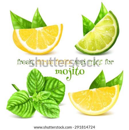 Fresh lemon, lime and and mint for drink mojito. Vector illustration.