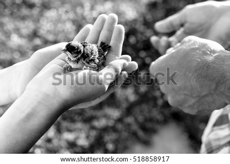 Similar – Image, Stock Photo Hand Holding Bird Feather Wing on Bokeh Background with sun light rays. Spring time season.