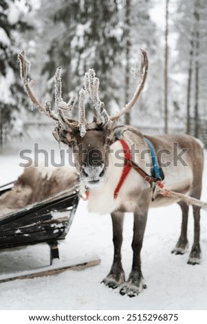 Similar – Foto Bild Hirschgeweih im Schnee