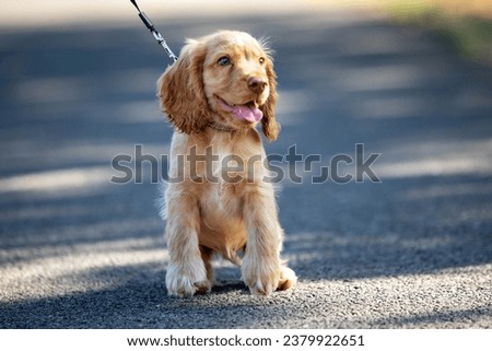 Similar – Image, Stock Photo Adorable Cocker Spaniel outside